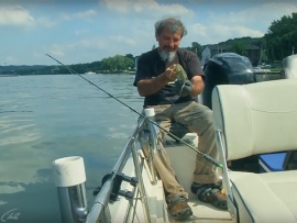 Сомы в Европе