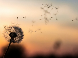 Круговорот жизни