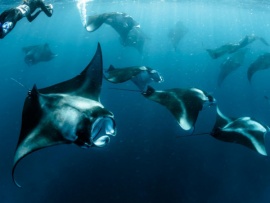 Зоозащитницы