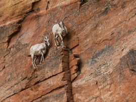 Ибексы: альпийские козероги