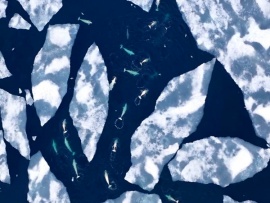 Притяжение Арктики. Грандиозное путешествие в мир белого безмолвия. Полная версия