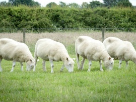 Клонирование. 2.0