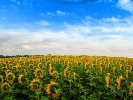 Премьера. Непобедимый Донбасс