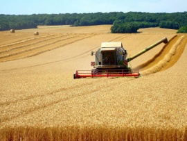 Премьера. Хлеб наш насущный