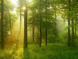 Егерский кордон