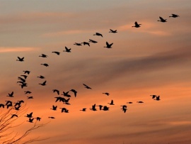 Перелётные птицы. Небесные маршруты