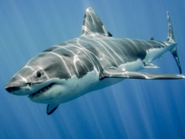 Акулы. Признание в любви