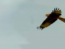 Санитары природы