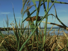 Полевая мышь: акробат на лугах