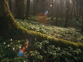 Тайная жизнь деревьев