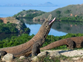 Водный мир острова Комодо