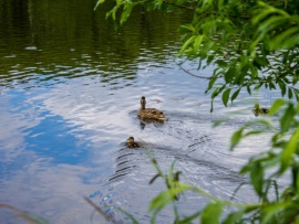 Утиные истории