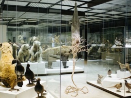 Антропоцен