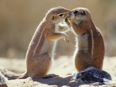 Как общаются животные