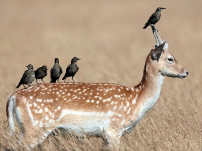 Симбиоз в дикой природе