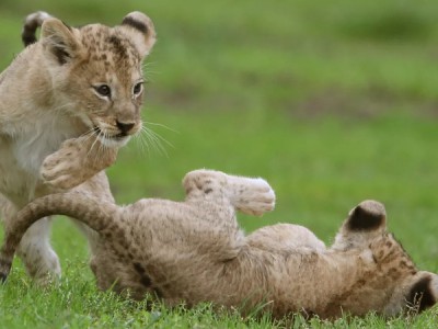 Игры животных