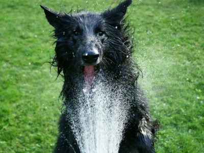 Наши любимцы