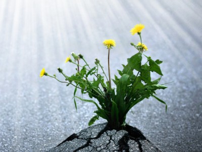 Сила природы