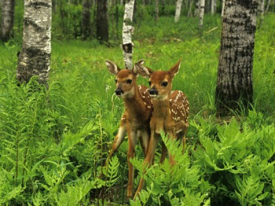 Такие разные животные