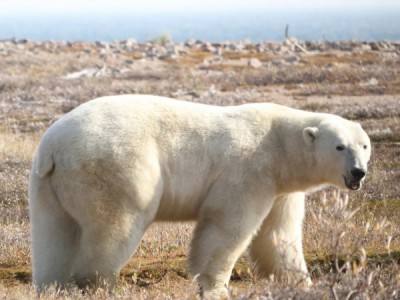 Жизнь вопреки