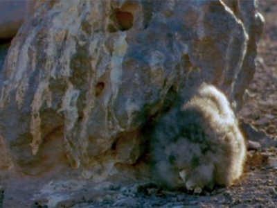 Дикая природа Чили