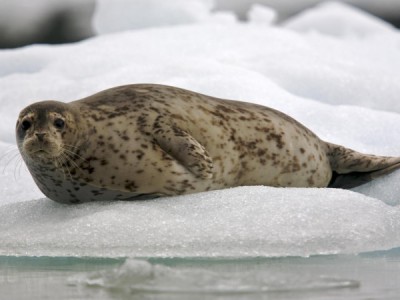 Тюлени — морские акробаты