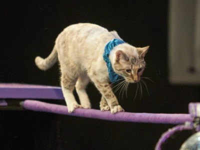 Весёлая зарядка в цирке Никулина