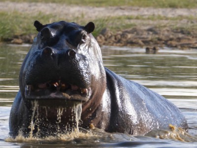 Мореми: королевство бегемотов