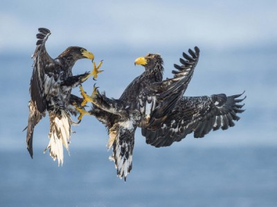 Битва за птиц