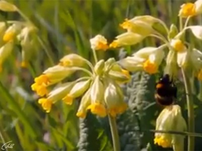 Дикая природа Франции