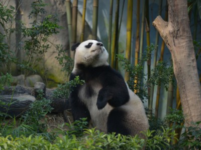 Создавая панд