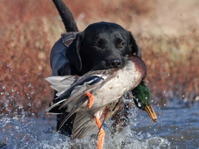 Друзья охотника