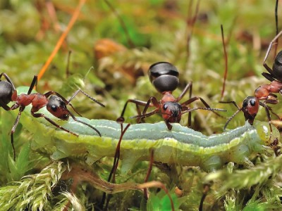 Тайное королевство