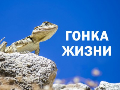 Гонка жизни