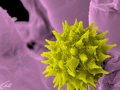 Невидимая природа