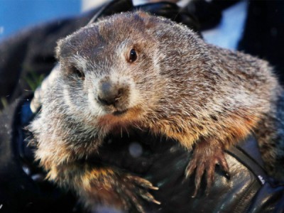 Животные, изменившие мир