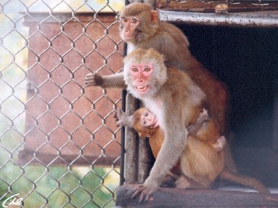 Адлерский институт приматологии