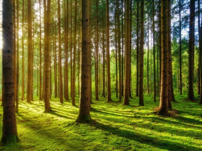 Изумрудный лес