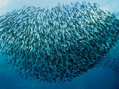 Лазурная обитель