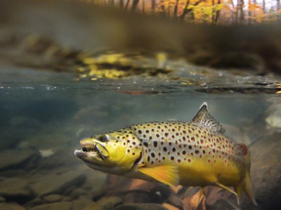 Акватория спиннинга