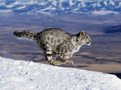Стайные атаки в дикой природе