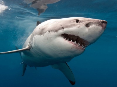 Тайная жизнь акул