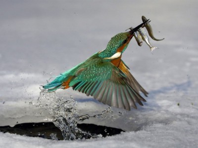 По совету Кузьмина