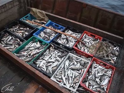 Промысловый лов ряпушки на Ладоге