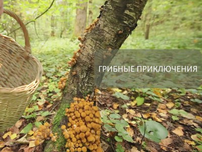 Грибные приключения