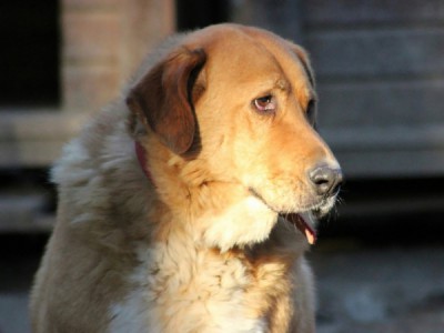 Моя собака из приюта