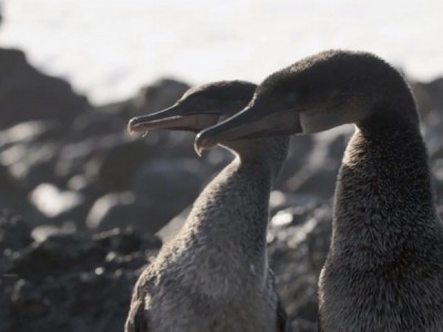 Нелетающие пернатые