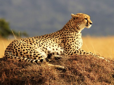 Африканские истории семьи гепардов