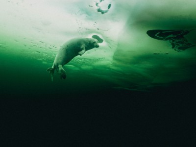 Тайна жизни тюленей