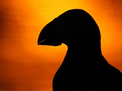 Шотландия. В поисках первозданного